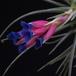 Tillandsia stricta-SIf