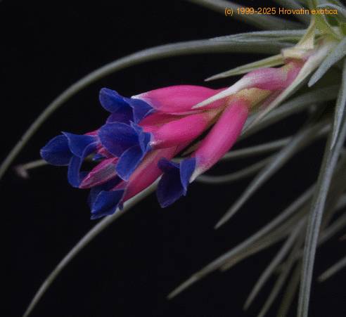 Tillandsia stricta-SIf