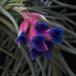 Tillandsia stricta1-SIf