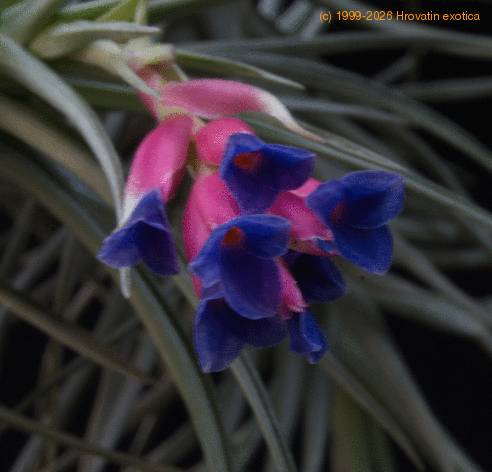 Tillandsia stricta1-SIf