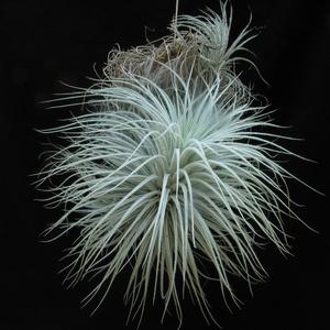Tillandsia tectorum
