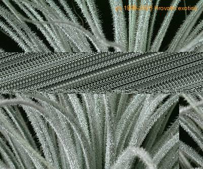 Tillandsia tectorum trihomi