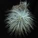 Tillandsia tectorum1
