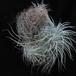 Tillandsia tectorum2