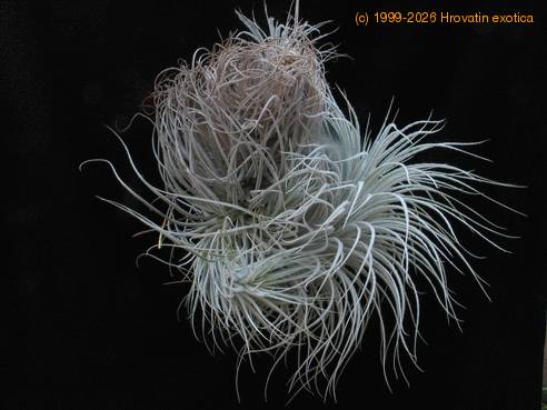 Tillandsia tectorum2