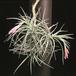 Tillandsia tenuifolia-3126