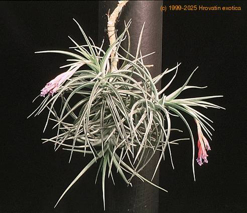 Tillandsia tenuifolia-3126