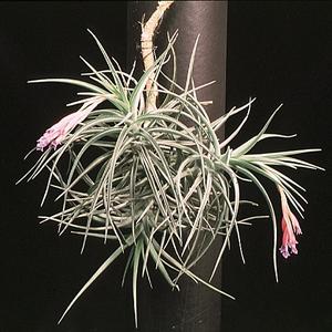 Tillandsia tenuifolia