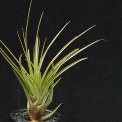 Tillandsia tricolor v. melanocrater