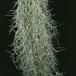 Tillandsia usneoides 1813