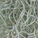 Tillandsia usneoides
