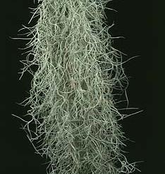 Tillandsia usneoides