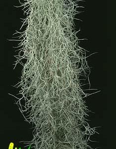 Tillandsia usneoides