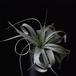 Tillandsia xerografica-427