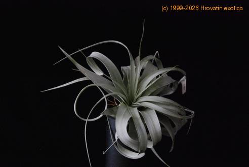 Tillandsia xerografica-427