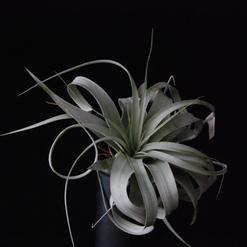 Tillandsia xerografica