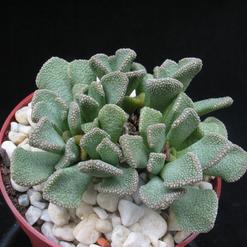 Titanopsis calcarea