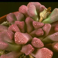 Titanopsis fulleri