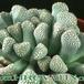 Titanopsis primosii 1513