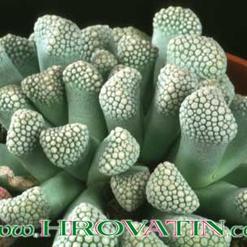 Titanopsis primosii