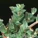 Tradescantia navicularis 1097