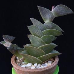 Tradescantia navicularis