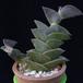 Tradescantia navicularis MOP