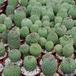 Trichocaulon 65PP