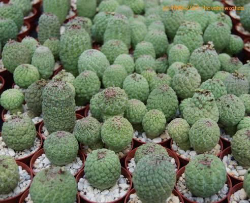 Trichocaulon 65PP