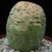 Trichocaulon cactiformis