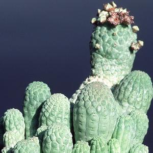 Trichocaulon cactiformis