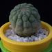 Trichocaulon cactiformis MOP