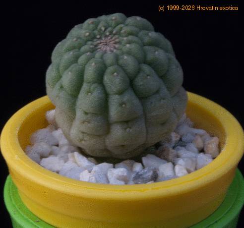 Trichocaulon cactiformis MOP