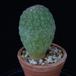 Trichocaulon cactiformis PP35jul