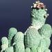 Trichocaulon cactiformis-SIb