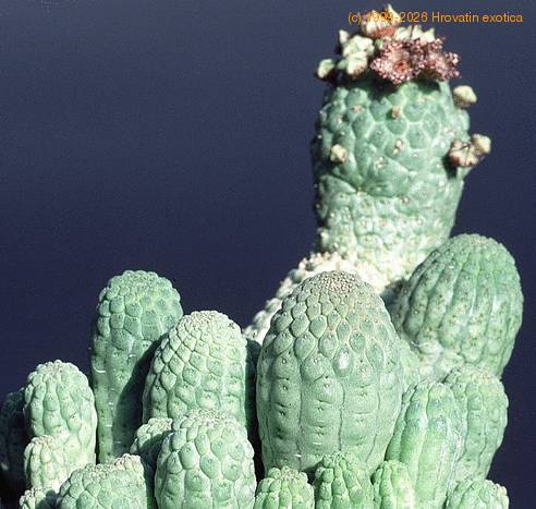 Trichocaulon cactiformis-SIb