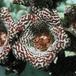 Trichocaulon cactiformis SIf