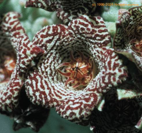 Trichocaulon cactiformis SIf