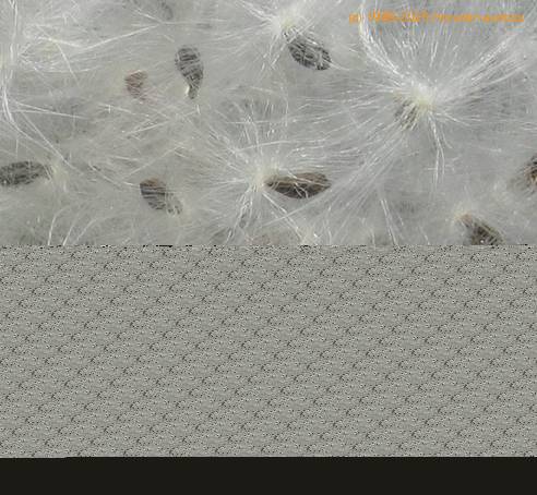 Trichocaulon cactiformis SIs