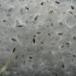 Trichocaulon cactiformis SIs1
