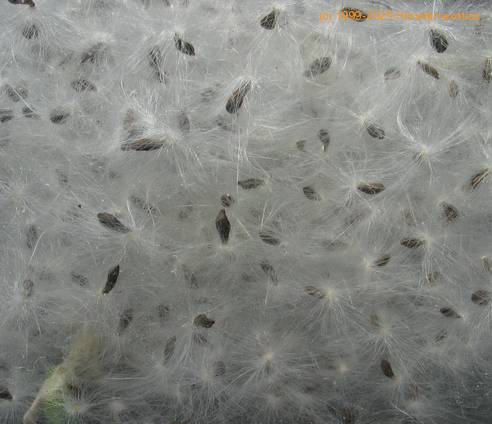 Trichocaulon cactiformis SIs1