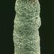 Trichocaulon dinteri add1 1347