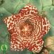 Trichocaulon dinteri flower 1349