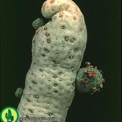 Trichocaulon dinteri