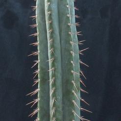 Trichocereus