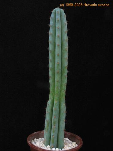 Trichocereus pachanoi-2