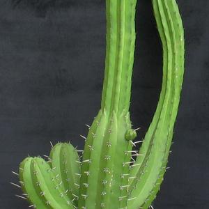 Trichocereus pachanoi