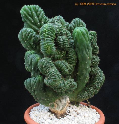 Trichocereus pachanoi f. cristata