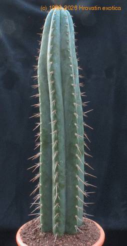 Trichocereus peruvianus 2