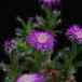 Trichodiadema densum 1